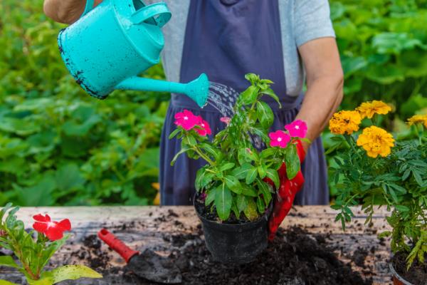 花里面有黑色的小飞虫怎么处理，保持土壤干燥以阻止小飞虫