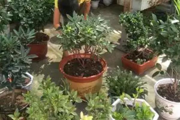 花里面有黑色的小飞虫怎么处理，保持土壤干燥以阻止小飞虫