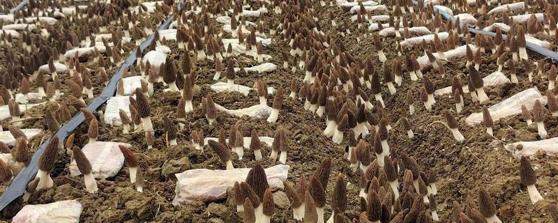 羊肚菌的种植方法，冬季栽培时间在9-10月份