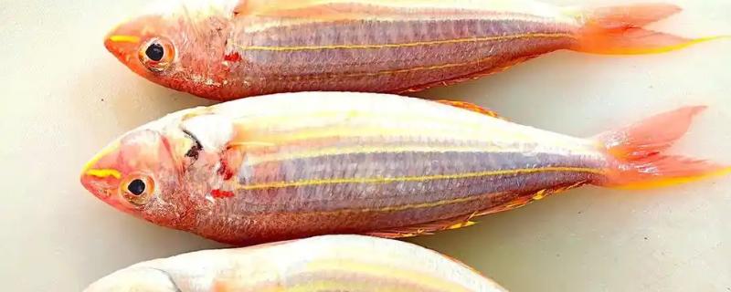 金线鱼是什么鱼，也被叫做红衫