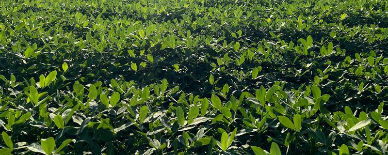 花生高产施肥方法，始花前亩施尿素5-7千克