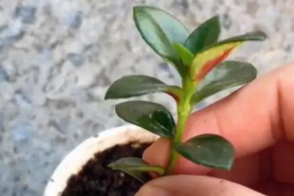 金鱼花的扦插方法，适宜生长在疏松肥沃的土壤中