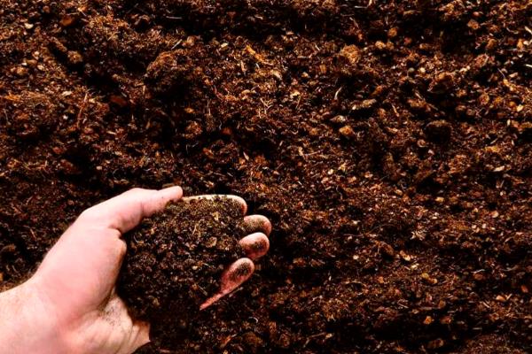 金鱼花的扦插方法，适宜生长在疏松肥沃的土壤中