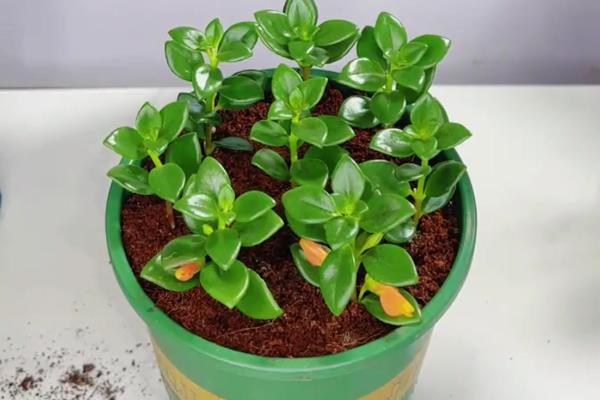 金鱼花的扦插方法，适宜生长在疏松肥沃的土壤中