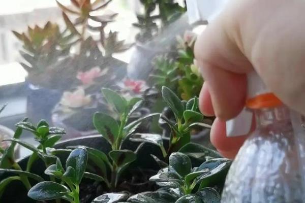 金鱼花的扦插方法，适宜生长在疏松肥沃的土壤中