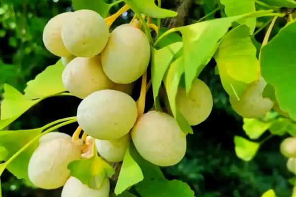 白果树简介,一般是指银杏树