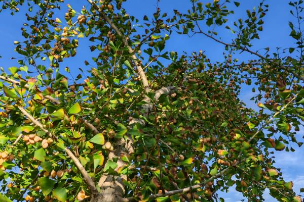 白果树简介,一般是指银杏树