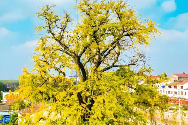 白果树简介,一般是指银杏树