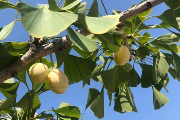 白果树简介,一般是指银杏树