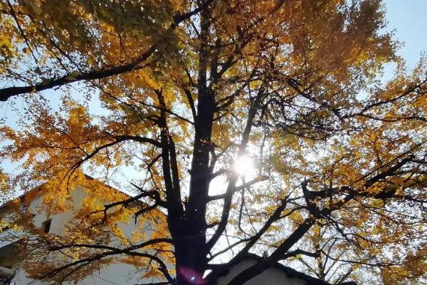 白果树简介,一般是指银杏树