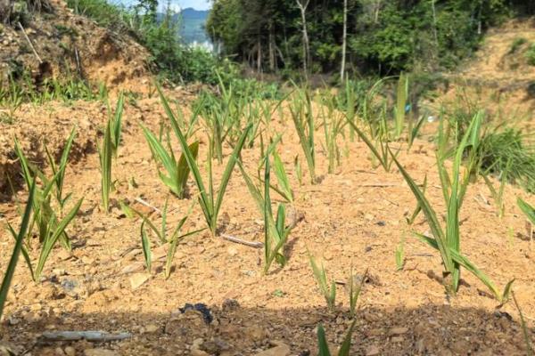 白果树简介,一般是指银杏树