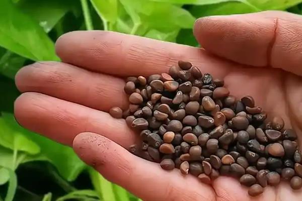 空心菜的育苗方法,最佳生长温度为25-30℃
