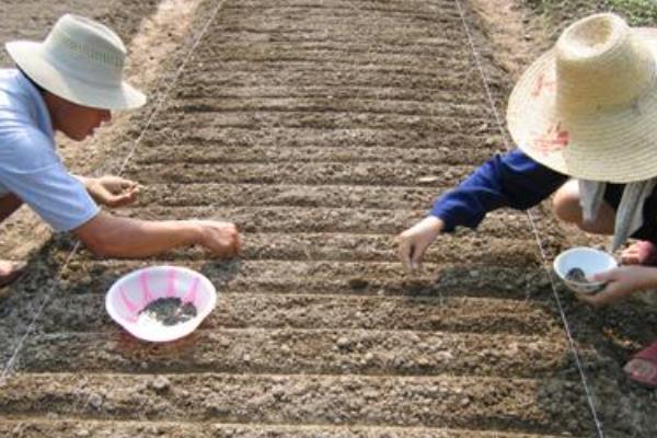 空心菜的育苗方法,最佳生长温度为25-30℃