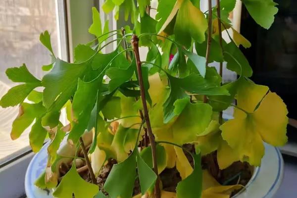 白果树简介,一般是指银杏树