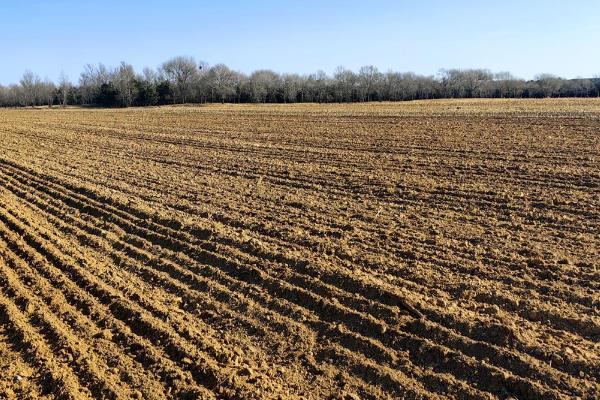 白果树简介,一般是指银杏树