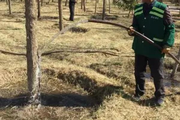 白果树简介,一般是指银杏树