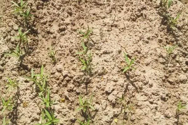 空心菜的育苗方法,最佳生长温度为25-30℃