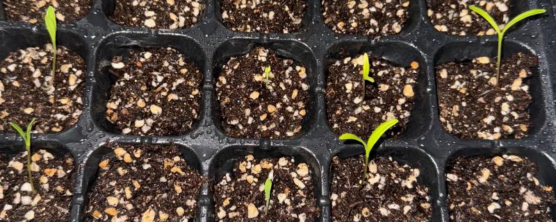 波斯菊种子的种植方法，喜欢生长在温暖的环境中