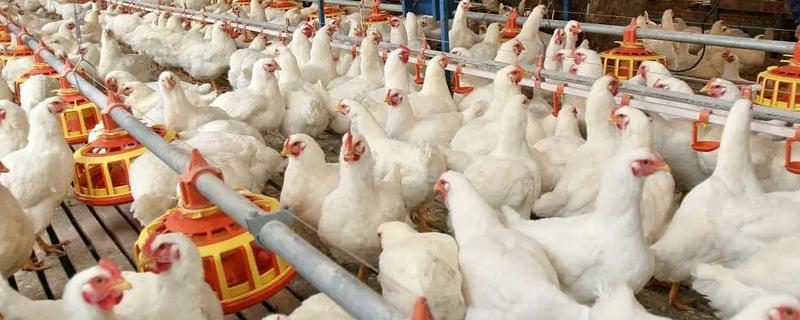 导致养殖水平提高的原因，因为疫苗药物种类越来越齐全