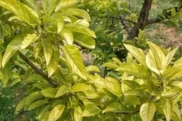 果树的叶子为什么发黄，水分不足、施肥过少、病虫侵害都是常见原因