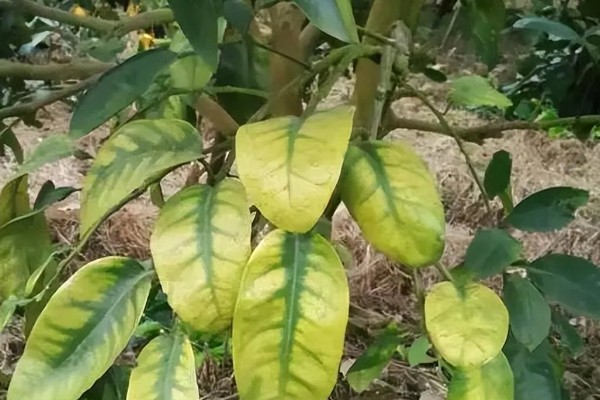 果树的叶子为什么发黄，水分不足、施肥过少、病虫侵害都是常见原因