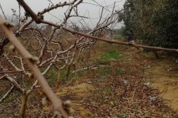 果树的叶子为什么发黄，水分不足、施肥过少、病虫侵害都是常见原因