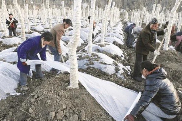 果树的叶子为什么发黄，水分不足、施肥过少、病虫侵害都是常见原因