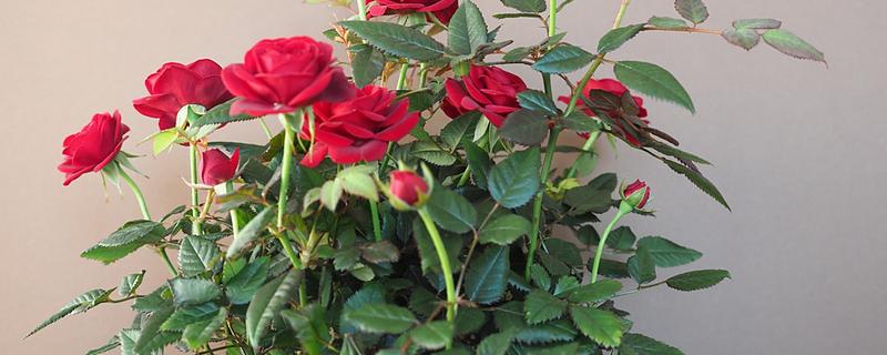 玫瑰的花语，代表美好的爱情等含义