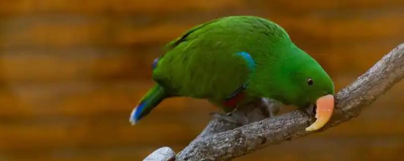 鹦鹉拉绿色屎的原因，可能是胃肠感染导致的绿便