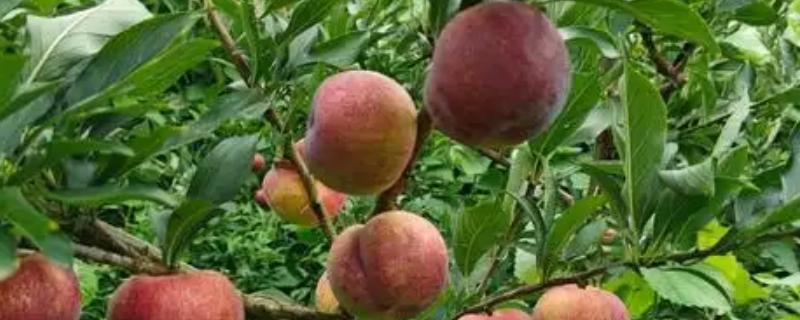 苹果李的简介，属于李树品种