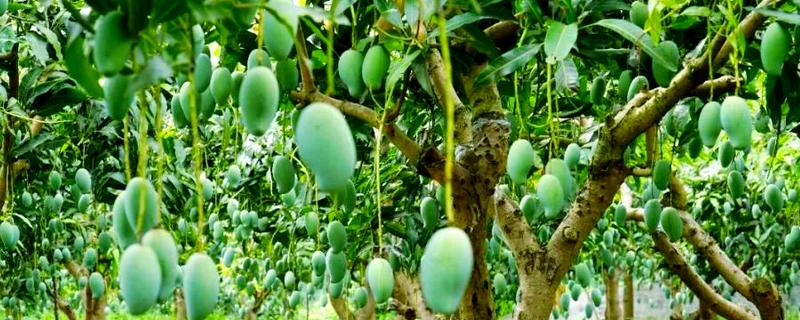 芒果的寓意，寓意希望、专一等