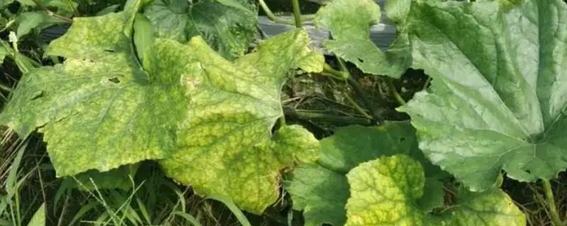 冬瓜叶子发黄的原因，可能是感染灰斑病、施肥过多等因素造成