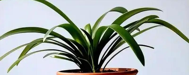 怎样养殖君子兰，夏天可以每天早晚各浇一次