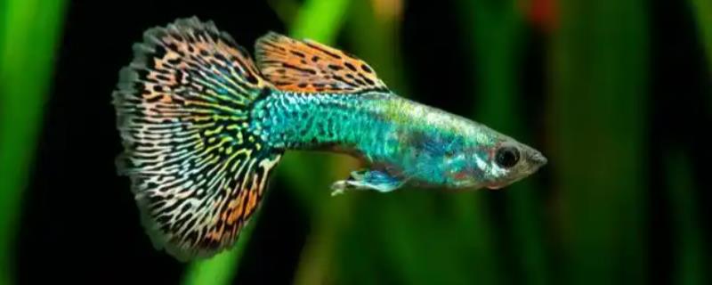 维生素c怎么给鱼使用，可直接投喂