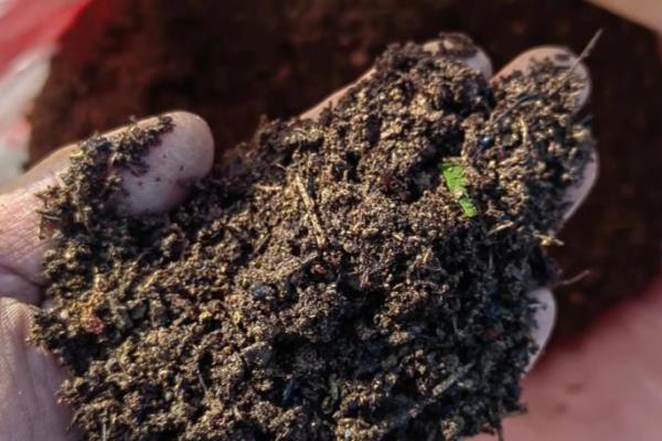 虎耳草能不能在家养殖，要放在儿童接触不到的地方