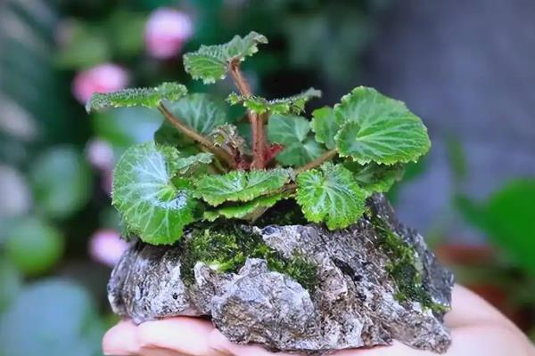 虎耳草能不能在家养殖，要放在儿童接触不到的地方