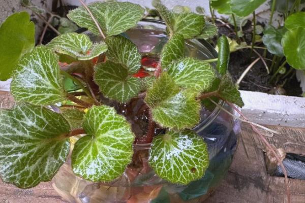 虎耳草能不能在家养殖，要放在儿童接触不到的地方