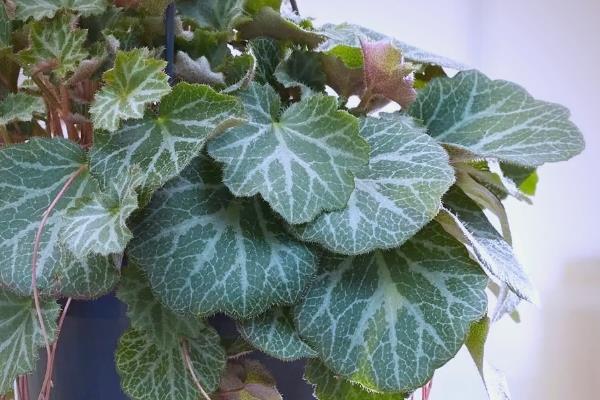 虎耳草能不能在家养殖，要放在儿童接触不到的地方