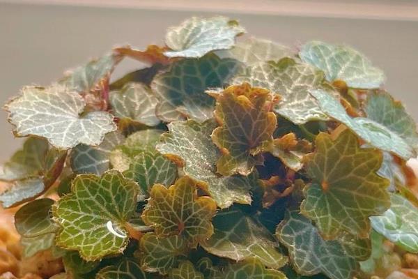 虎耳草能不能在家养殖，要放在儿童接触不到的地方