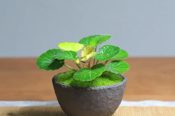 虎耳草能不能在家养殖，要放在儿童接触不到的地方