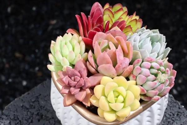 多肉植物怎样越冬，室内环境温高于0度即可过冬