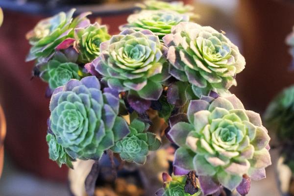 多肉植物怎样越冬，室内环境温高于0度即可过冬