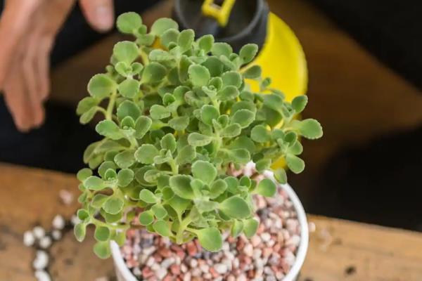 多肉植物怎样越冬，室内环境温高于0度即可过冬