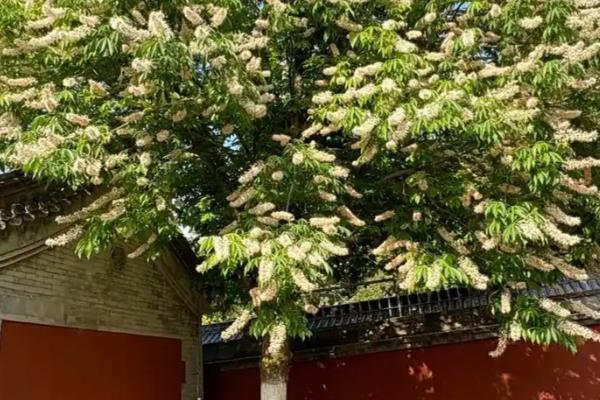 菩提树的外观，叶片呈三角状