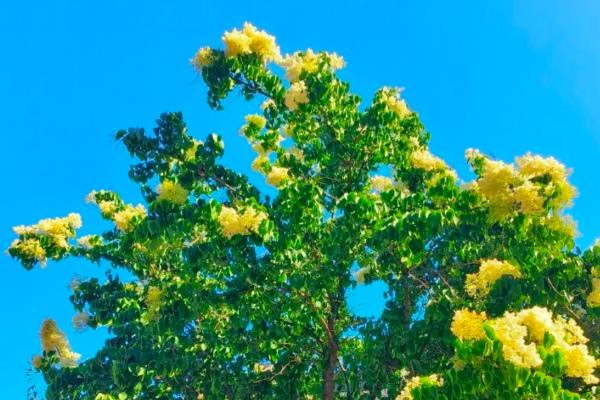 菩提树的外观，叶片呈三角状