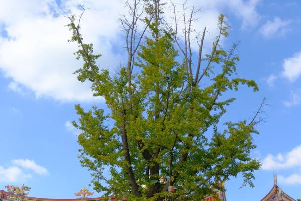 菩提树的外观，叶片呈三角状