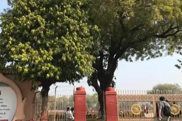 菩提树的外观，叶片呈三角状