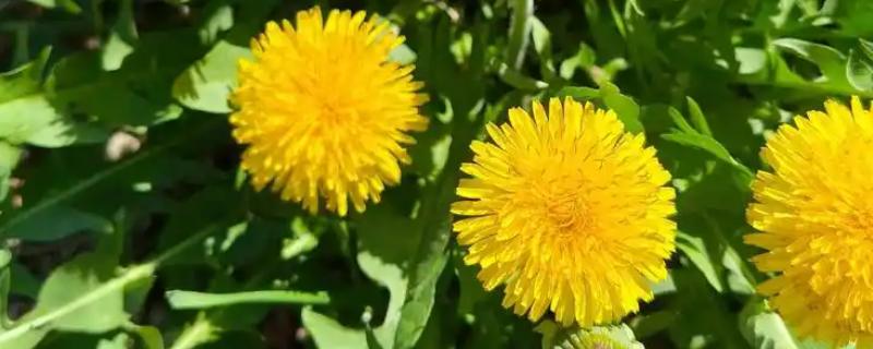 蒲公英在几月开花的，在4-9月份开花