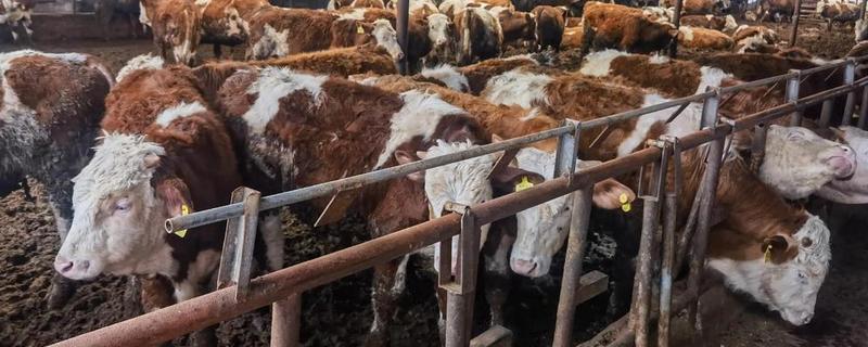 养牛大棚的搭建方法，用水泥和砖头建造外层围墙