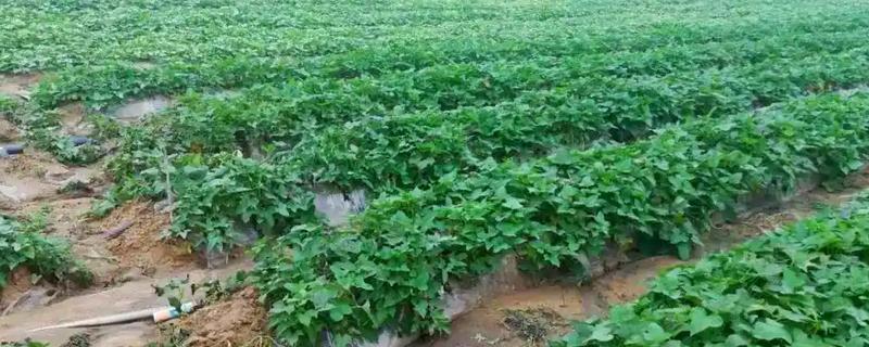 甘薯怎么施肥，根据产量决定施肥量